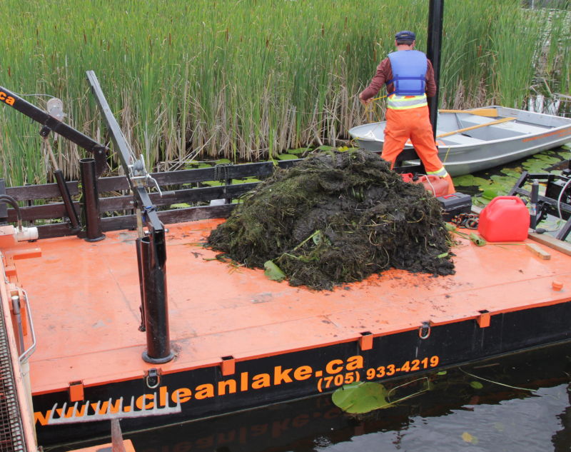 Collected weeds on barge